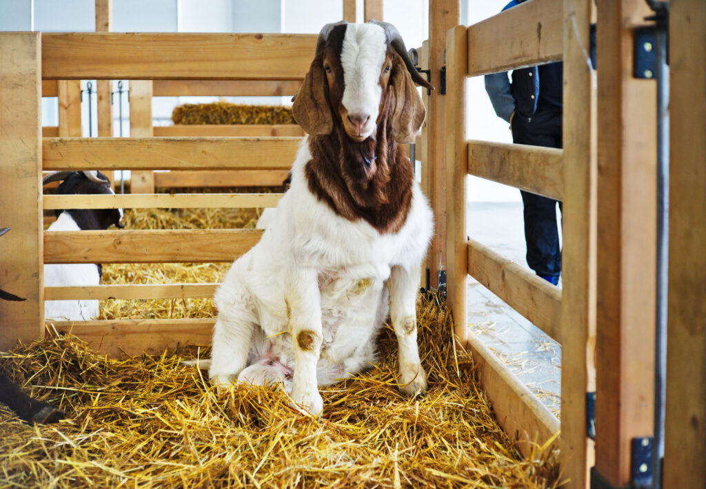 Goat in a farm staying on hay.