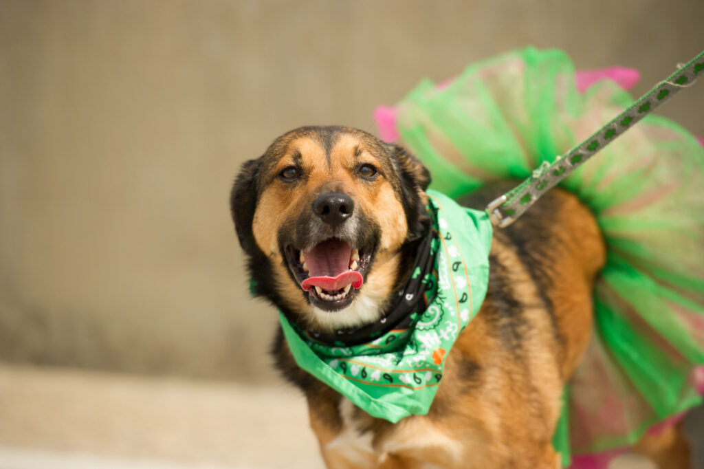 Dog in a ballerina costume